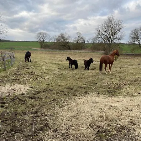 Apartment Neu Möbliertes 1 - Zimmerapartment Mitten In Der Neu Gaarz